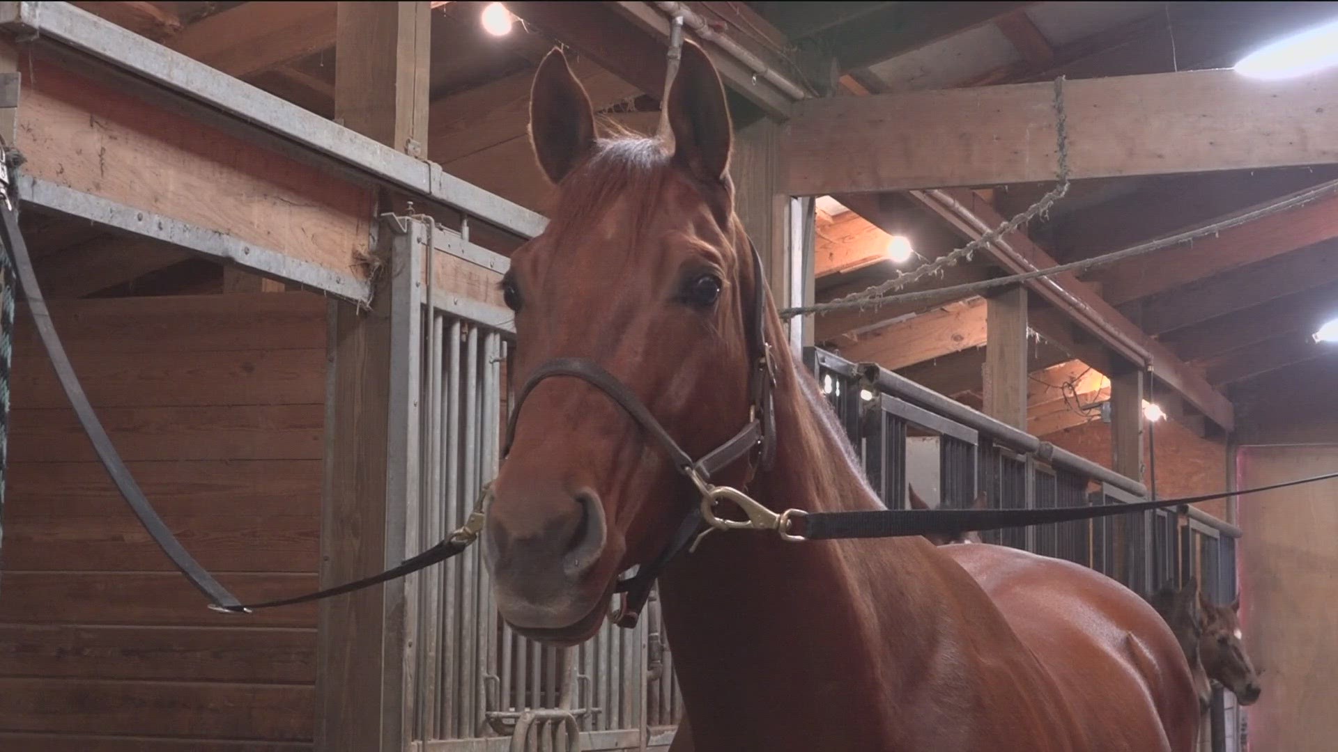 Seven-year-old Texas was awaiting final auction at a kill pen three years ago, but now he competes with a teen from Eastwood High School.