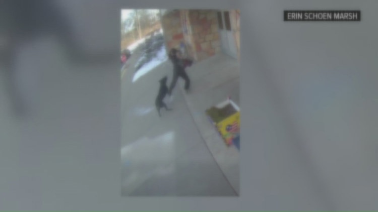 Dog owner fined, placed on probation in Whiteford Elementary dog attack case