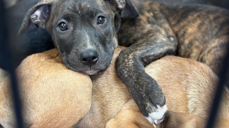 Toledo Humane Society has 15 Parvovirus-Surviving Puppies Available for ...