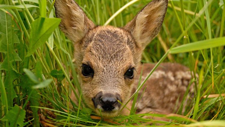 PA Game Commission reminder: If you find a baby animal in the wild, it's best to leave it be