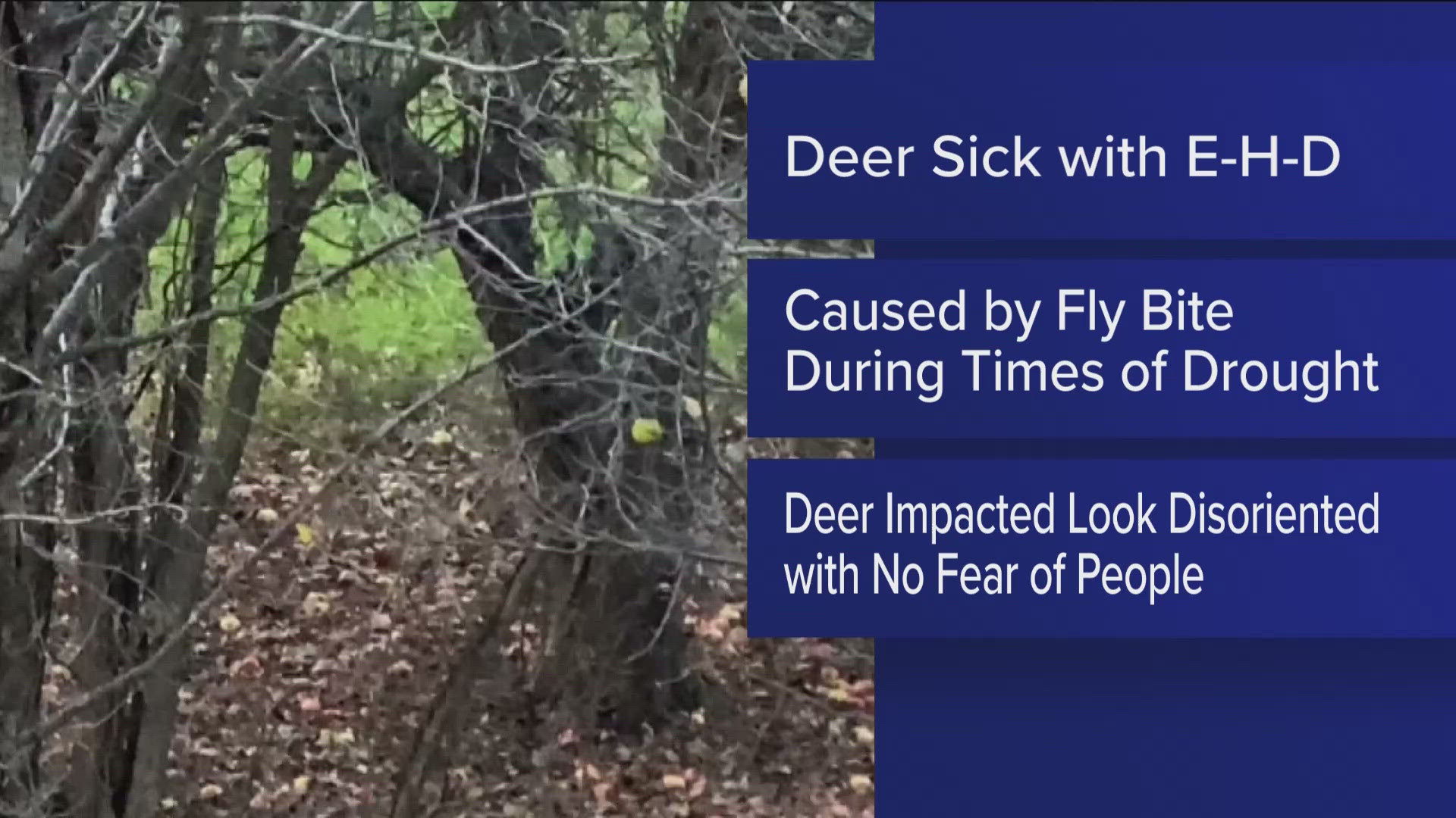 Wildlife authorities say you should never kill or eat a sick deer.