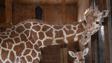 Viral star April the Giraffe has died, Animal Adventure Park says