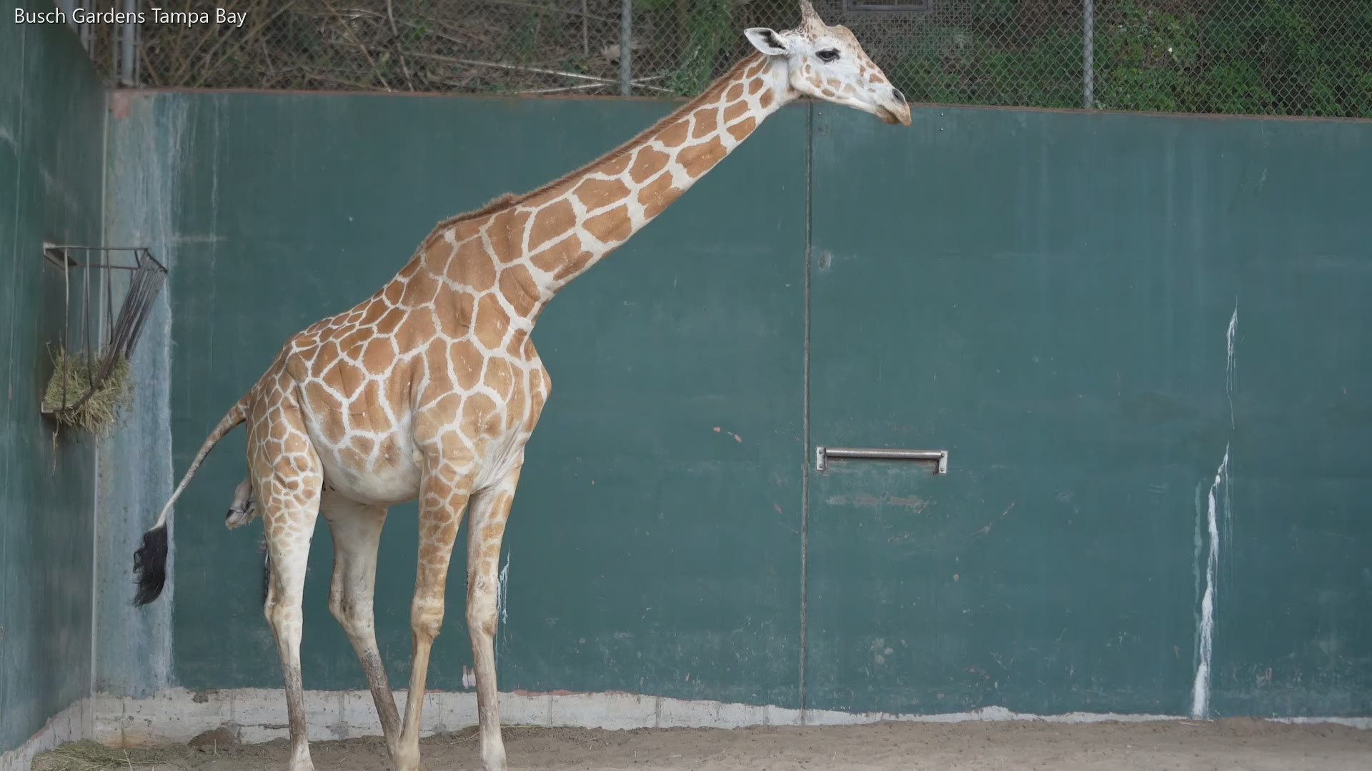 A new baby giraffe was born Friday at Busch Gardens Tampa Bay.