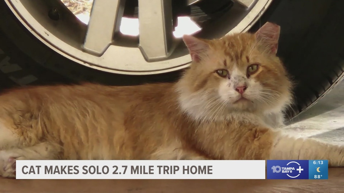 Stray cat makes 2.7 mile journey back home after escaping shelter ...