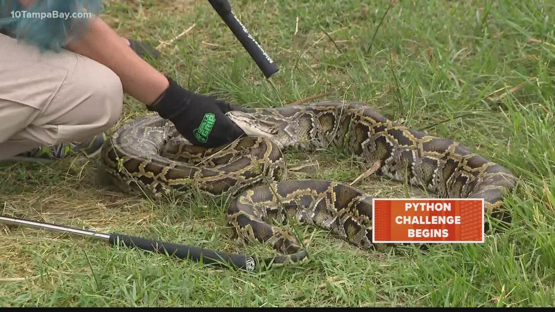 The goal of the challenge is to raise awareness about the invasive snake species and the threats they can pose to the state's ecology.
