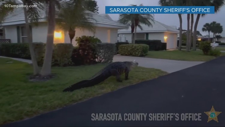 Florida neighborhood gets Easter visit from 10-foot alligator