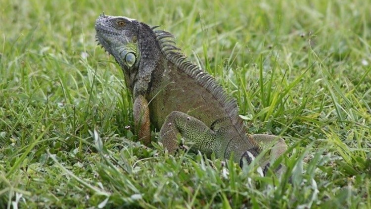 'Dead or alive': Miami Beach commissioner proposes placing bounty on invasive iguanas