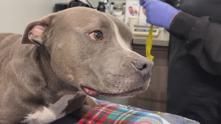 'Hero' pit bull saves dozens of dogs with blood donations
