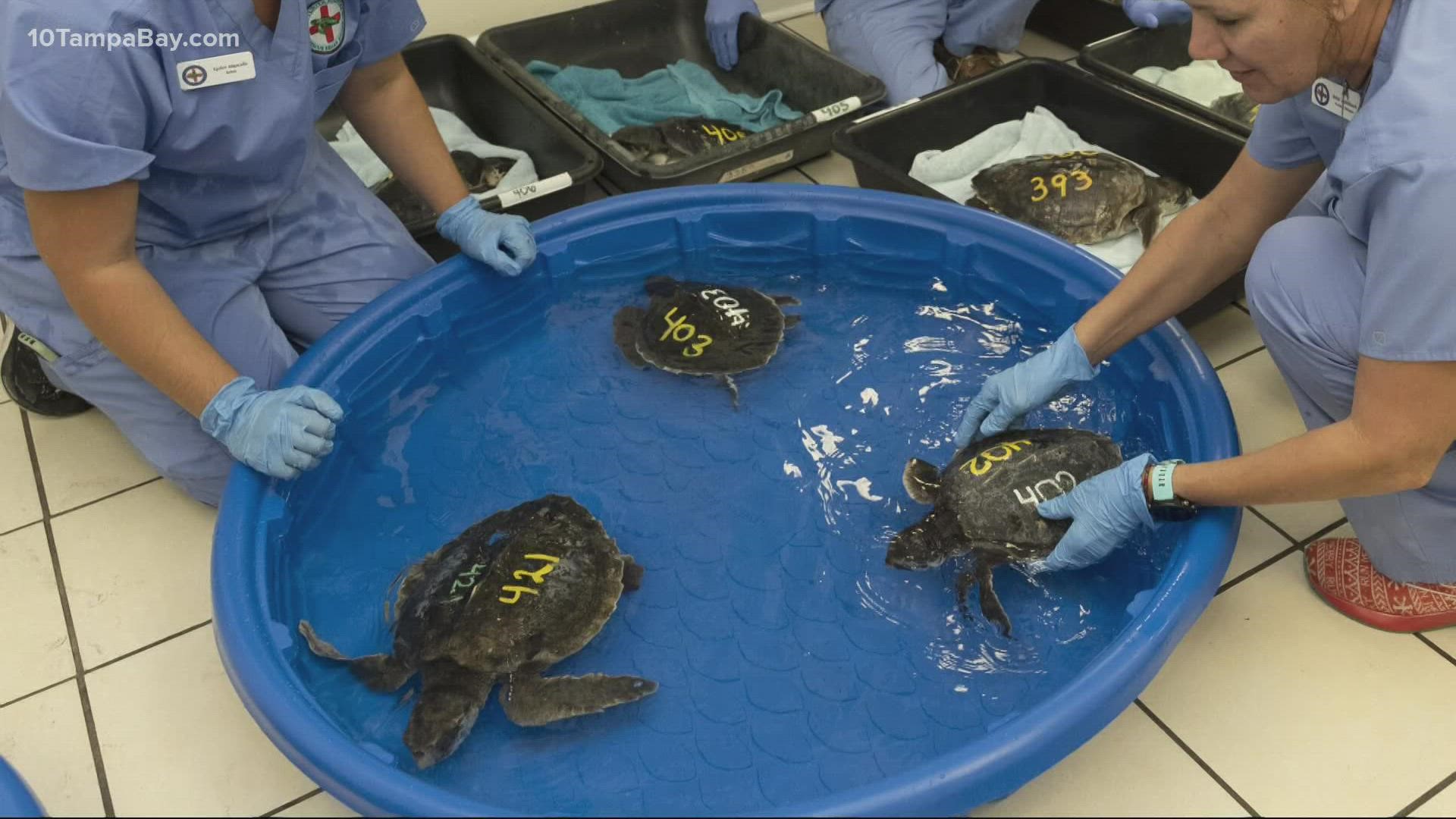 Hospital leaders compared the turtles to winter tourists, who come to the Keys to warm up.