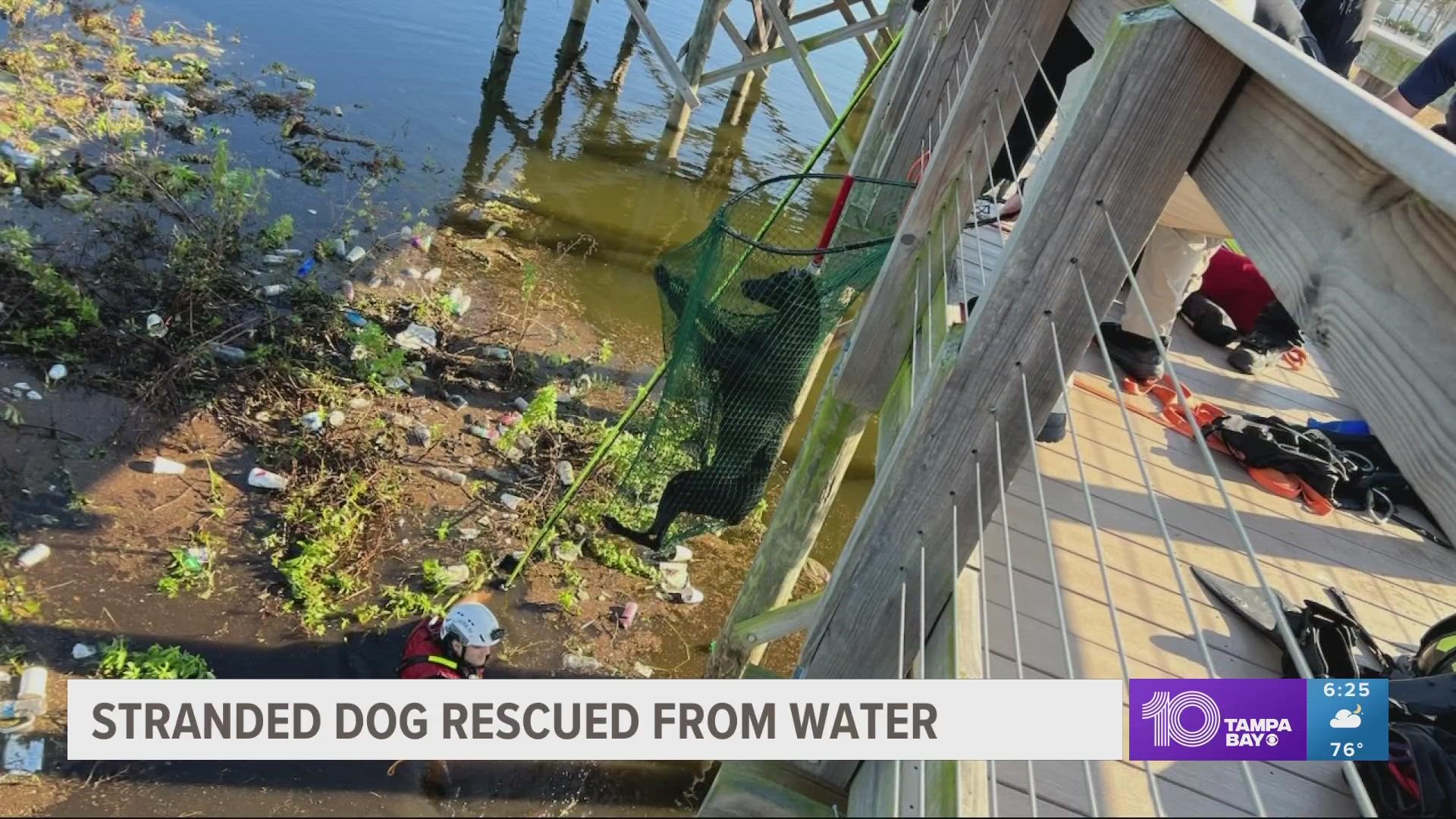 The dog was found on "some floating vegetation" in the water at Lucy Dell Park, according to Hillsborough County Fire Rescue.