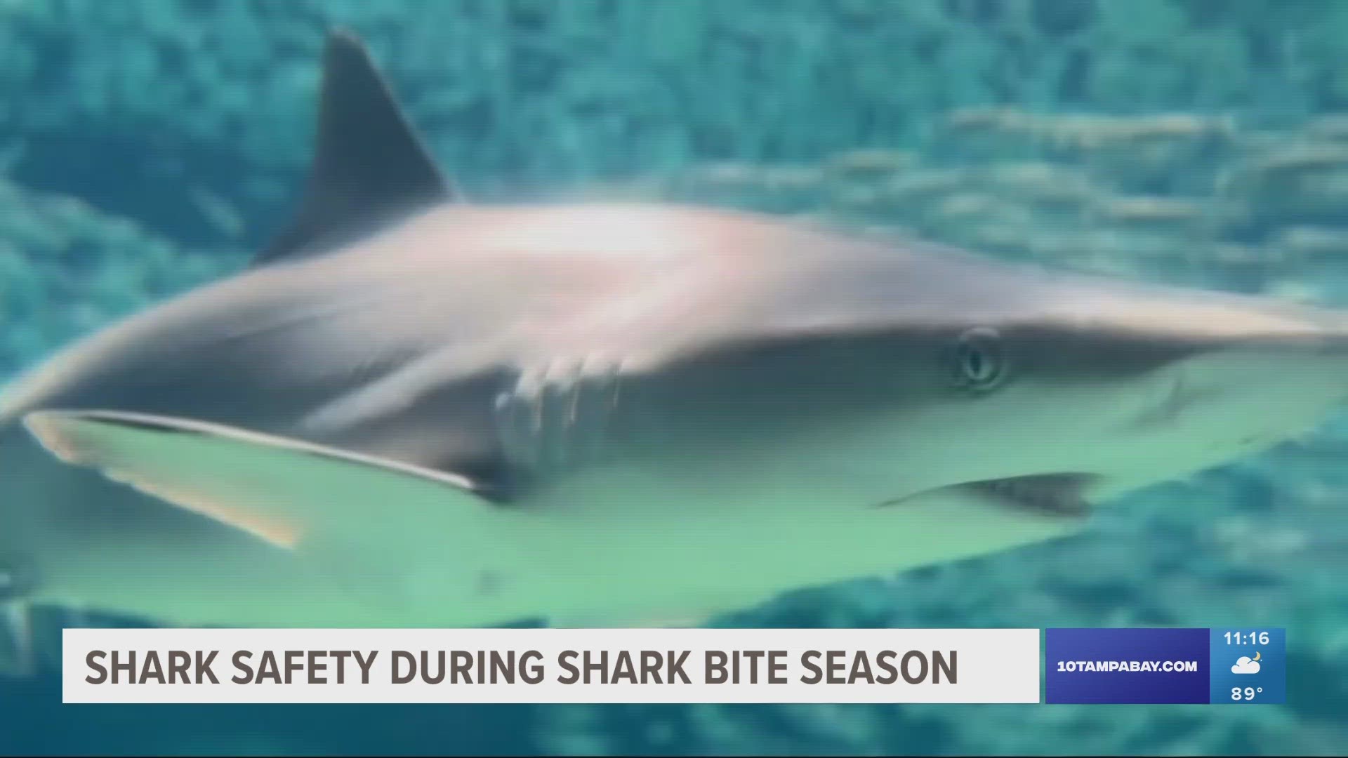 In total, there were 16 shark bites in Florida in 2022 – more than anywhere else in the world.