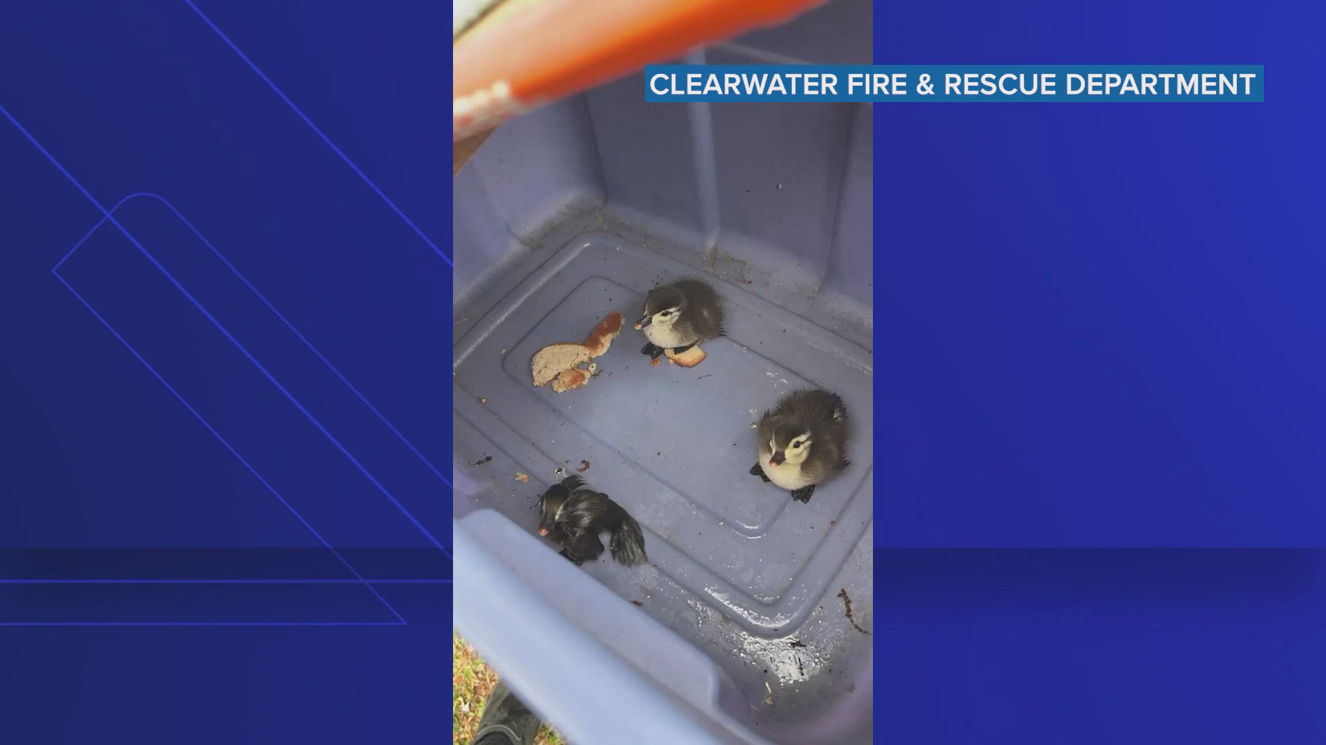 VIDEO: Crews in Clearwater rescue baby ducks from storm drain ...