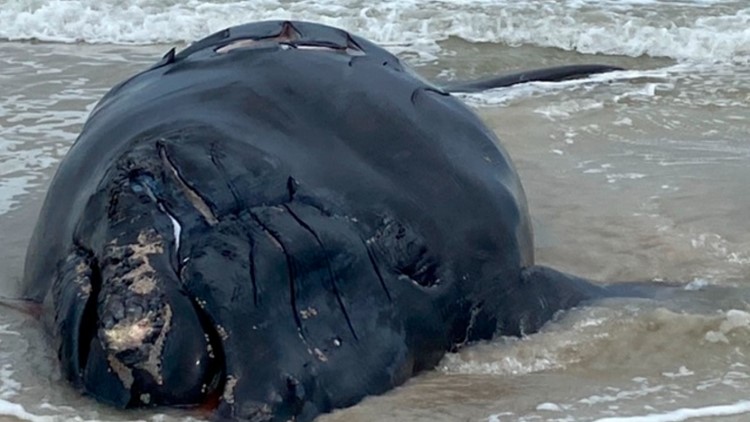 9a1e1a89 61a6 4e06 8418 https://rexweyler.com/endangered-right-whale-calf-found-dead-on-florida-beach/