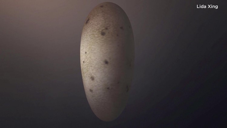 Preserved dinosaur embryo found inside fossilized egg