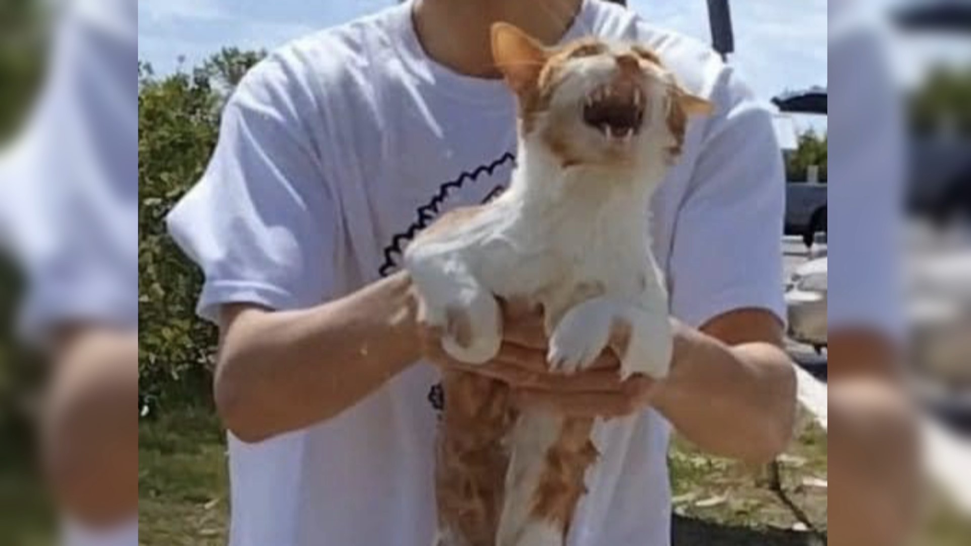 Florida woman claims animal cruelty after man threw cat in water ...