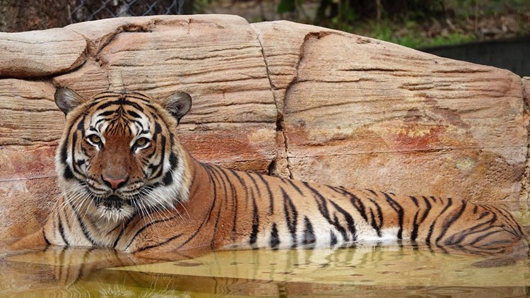 Tiger shot, killed after biting man's arm at Florida zoo