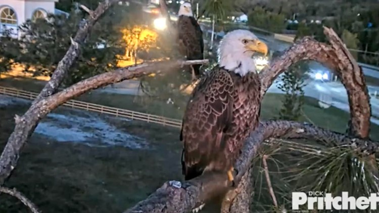 Southwest Florida eagle father M15 fends off intruders while new female eagle visits nest