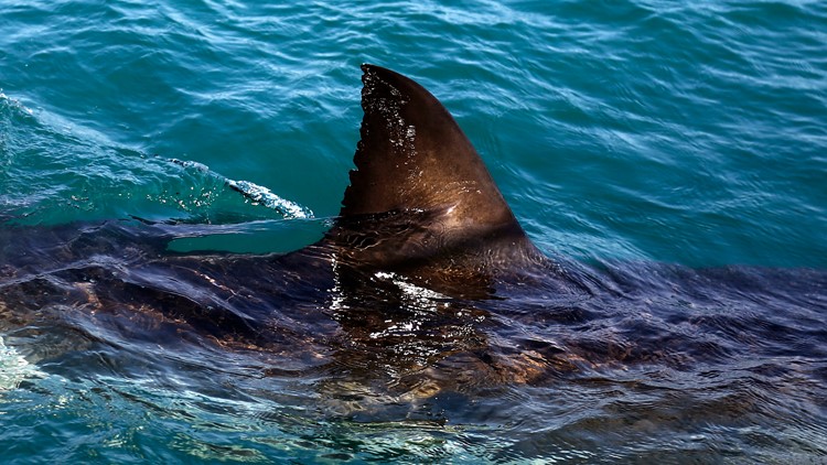 Ohio Girl Bitten By Shark On New Smyrna Beach Florida Fox43 Com