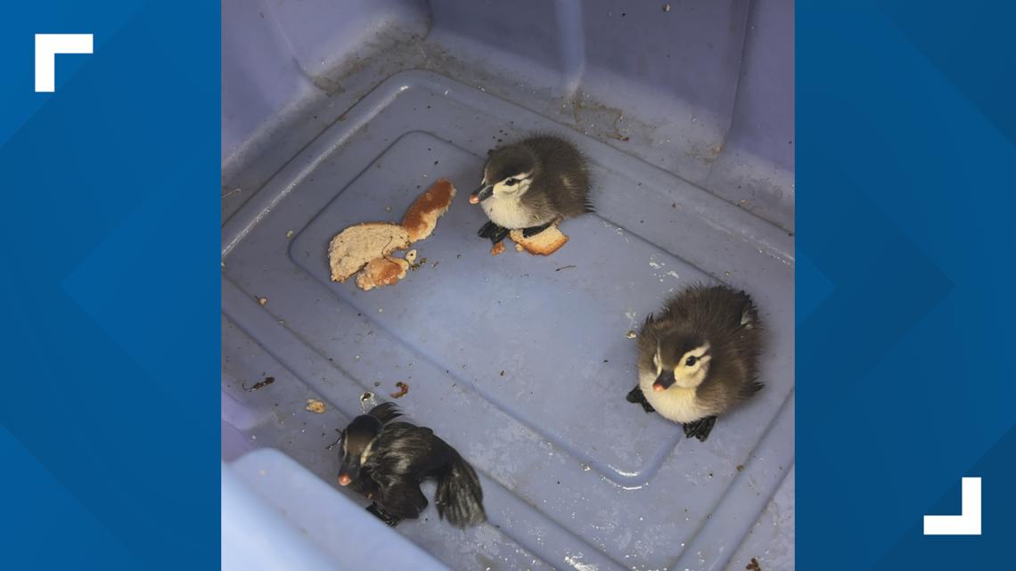 VIDEO: Crews in Clearwater rescue baby ducks from storm drain ...