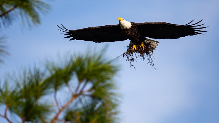 Officially 1 month since Southwest Florida eagle Harriet went missing