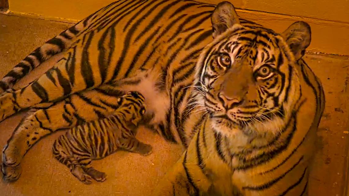 Tiger cub born at Disney's Animal Kingdom