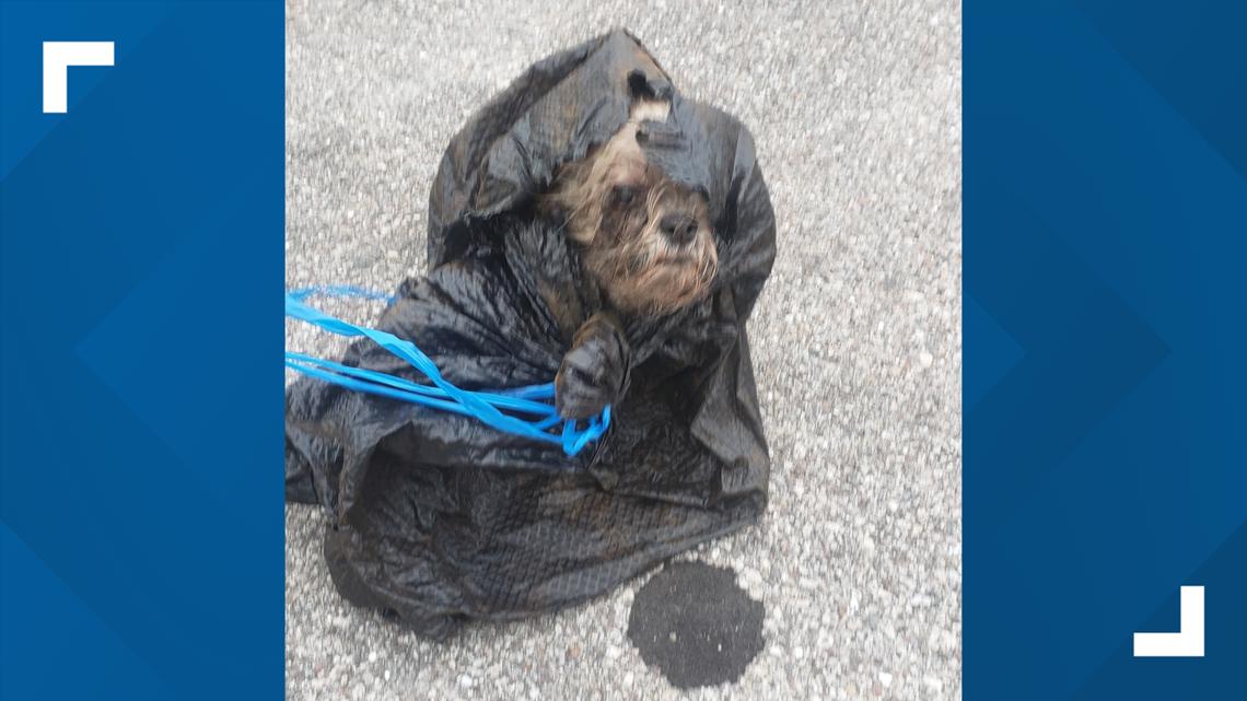 Lee County man arrested for dumping dog in dumpster - Vimarsana News