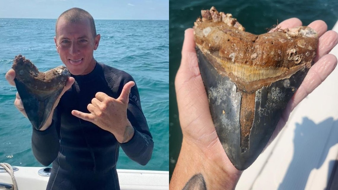 Florida diver finds megalodon tooth off Venice Beach - Vimarsana News