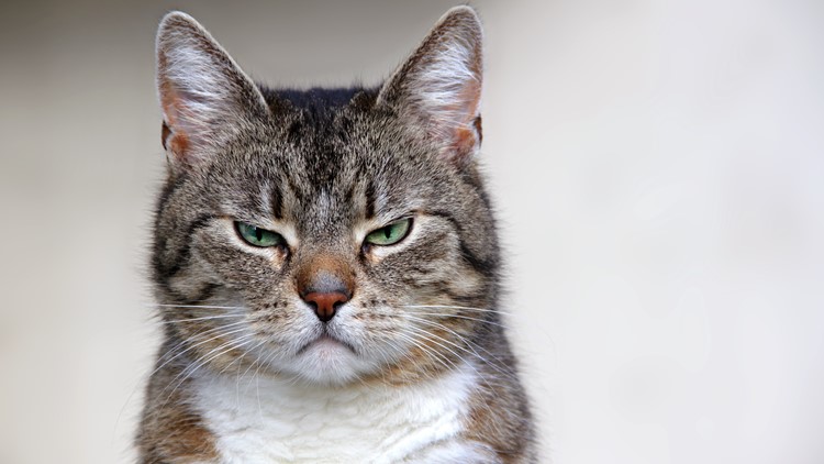 Are cats psychopaths? New research says, probably