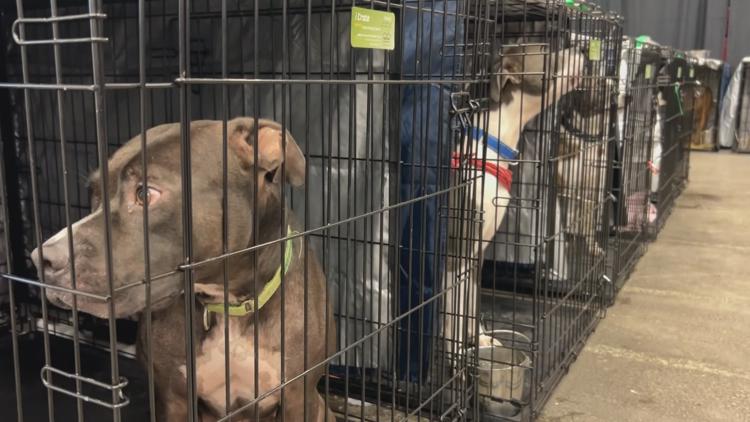 Adoption fees waived at Hillsborough County Pet Resource Center as shelter faces capacity issues