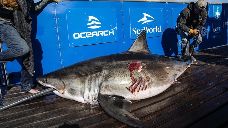 11-foot great white shark pings off coast of Florida