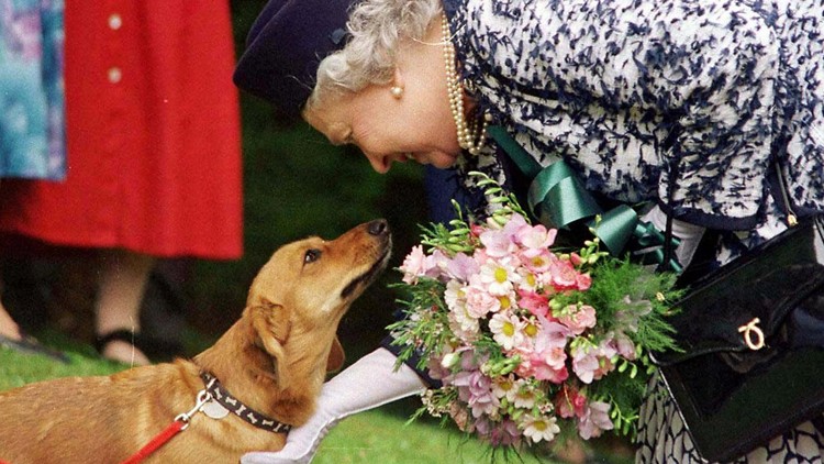 What will happen to the queen's corgis after her death? It's unclear