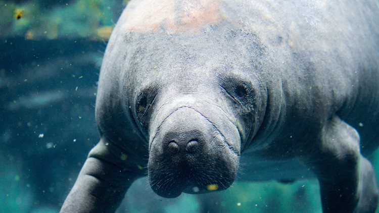 Here's what happens to manatees during a hurricane