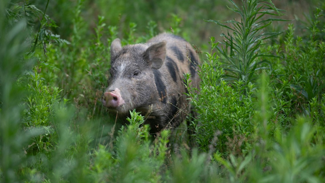 Officers round up hundreds of pigs from Florida animal sanctuary - Vimarsana News