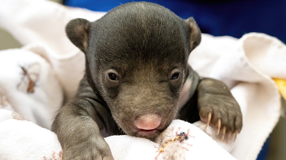 Zoo Miami birth of 2 sloth bears for 1st time since 1998