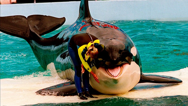 Orca Lolita, held captive for decades, may return home