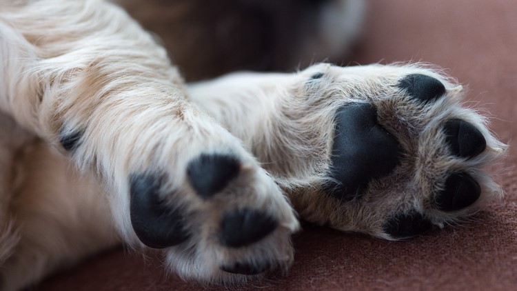Protect their paws! Hot weather can lead to burns for pets' feet and cause other issues