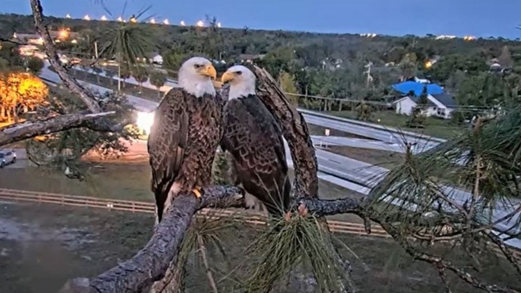 New lover? Southwest Florida eagle father M15 sleeps at different tree with female bird
