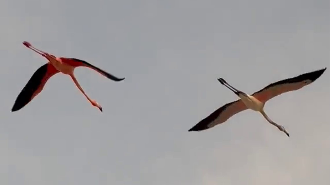 Flamingos in Florida make appearance over Treasure Island - Vimarsana News