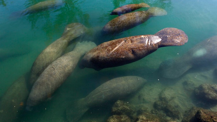 Florida wildlife officials see early success with manatee lettuce feeding program