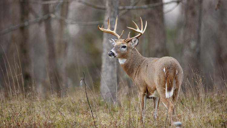 TWRA: Muzzleloader and archery deer hunting season begins on Nov. 6 TWRA: Muzzleloader and archery deer hunting season begins on Nov. 6