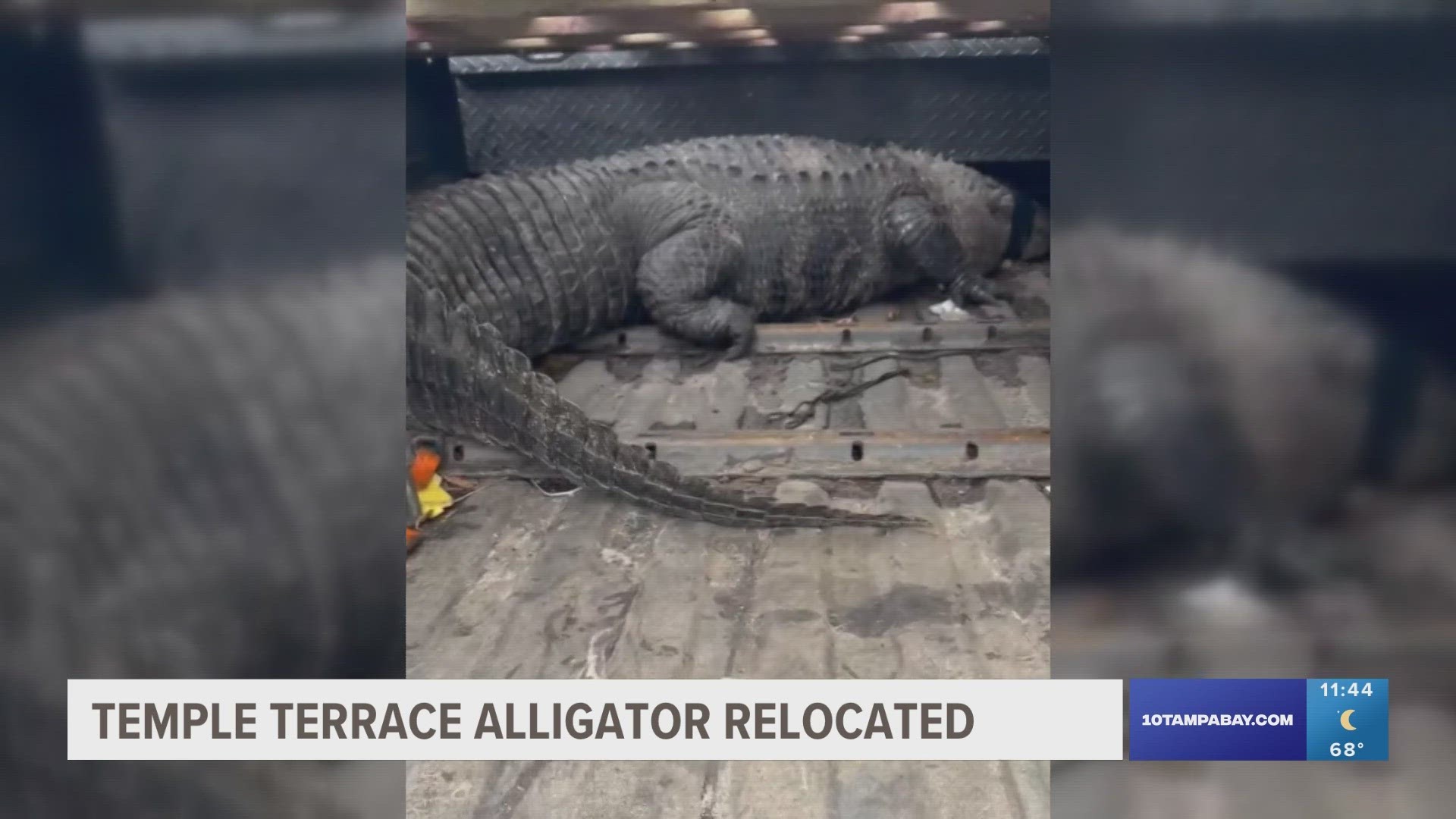 The nine-foot, 450-pound gator was living in a retention pond when neighbors began to worry he might escape through a hole in the surrounding fence.