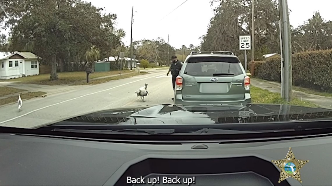 St. John's County deputy fends off turkey during traffic stop | 10tv.com