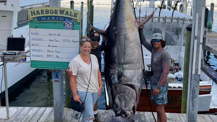 What a catch! Boat crew reels in 832-pound Bluefin tuna in Florida