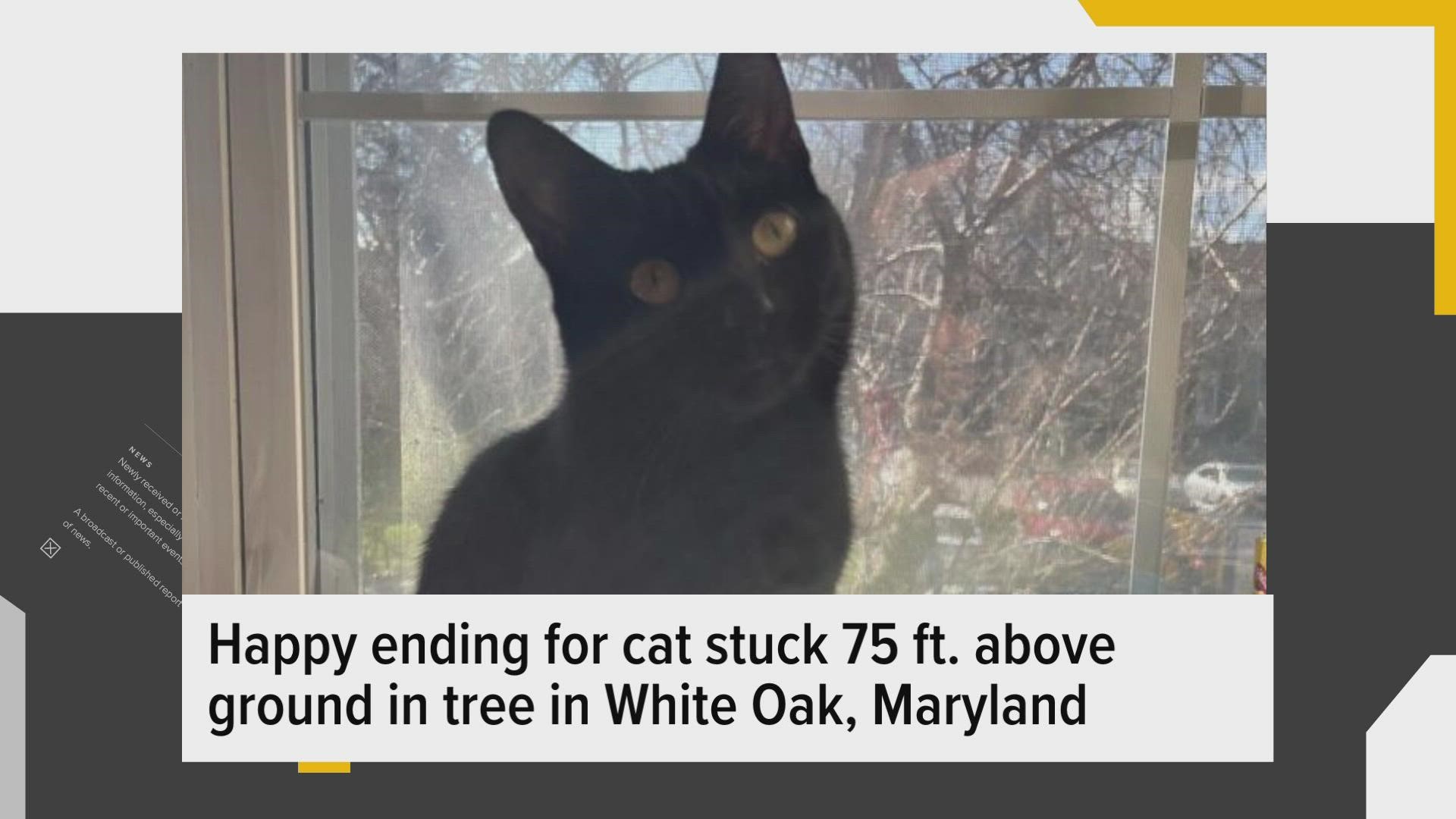 Tutu, a 1-year-old cat, had been missing from her home since Sunday. A  neighbor found her stuck in a tree Monday, 75-feet above ground. https://bit.ly/3FG4Sng