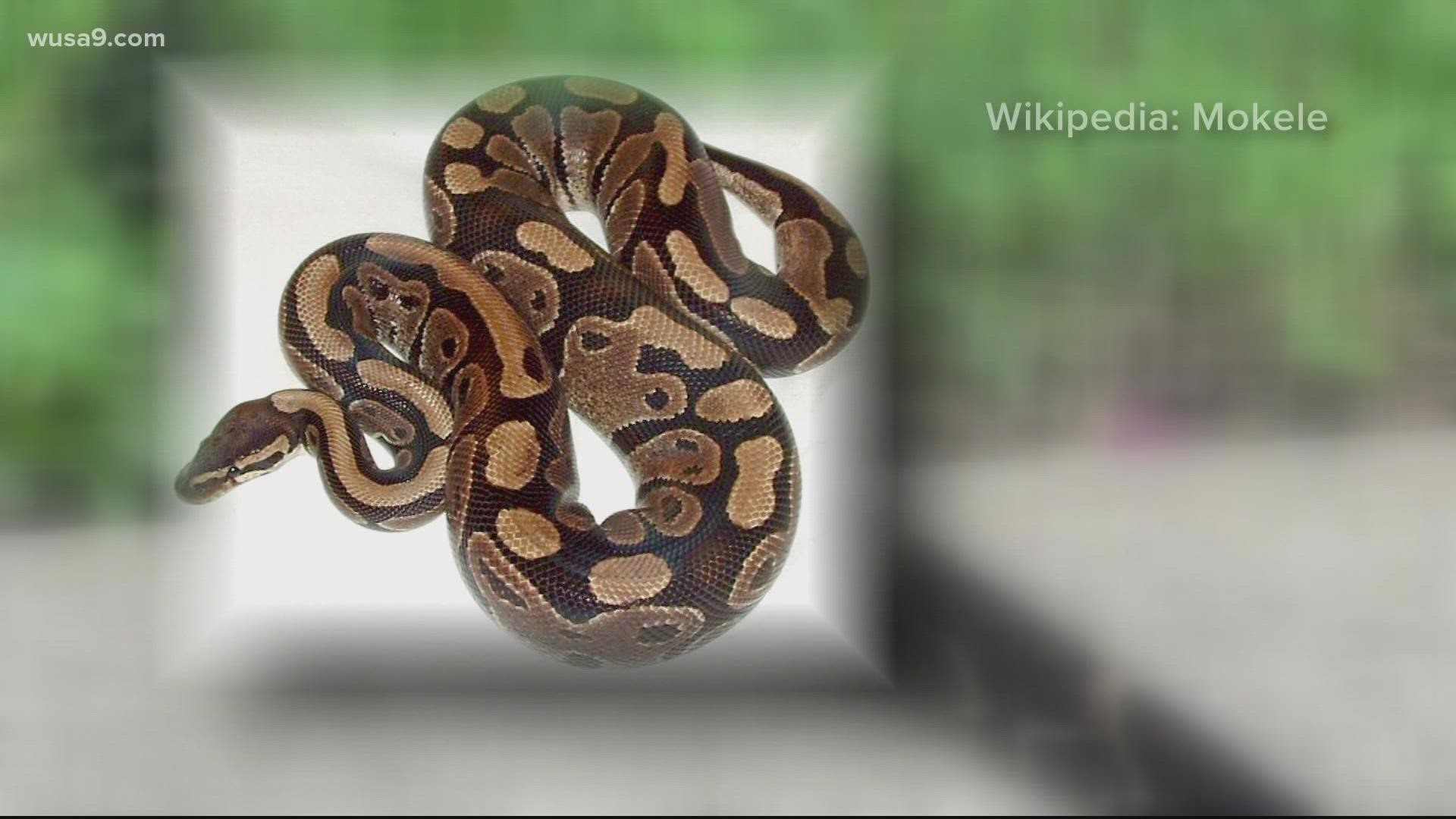 An exotic Ball Python was spotted near a kid's play area at Buddy Attick Park Friday. Authorities want to know how it got there.