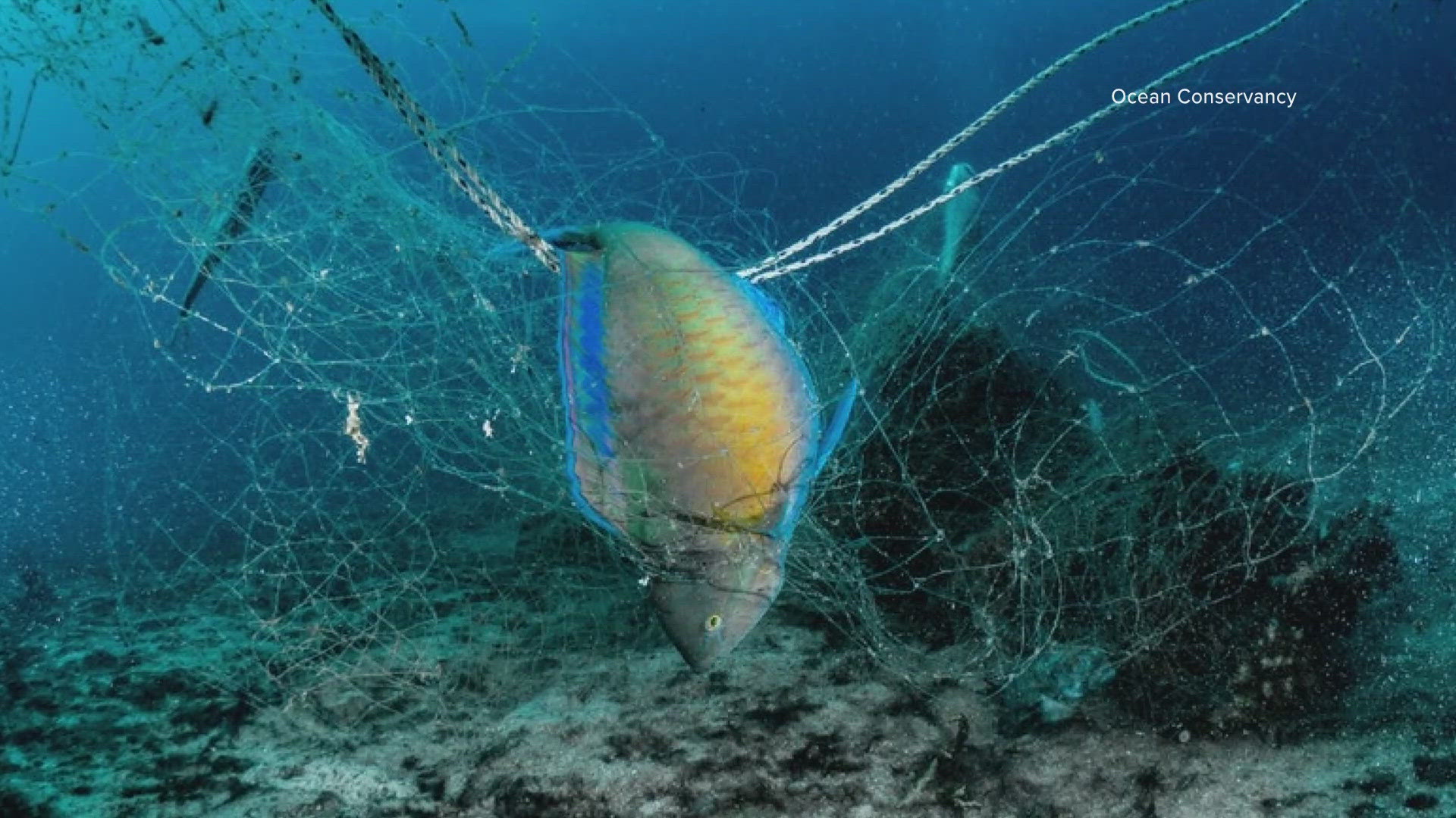 Ghost gear is lost or abandoned fishing gear that pollutes the ocean and other bodies of water. 