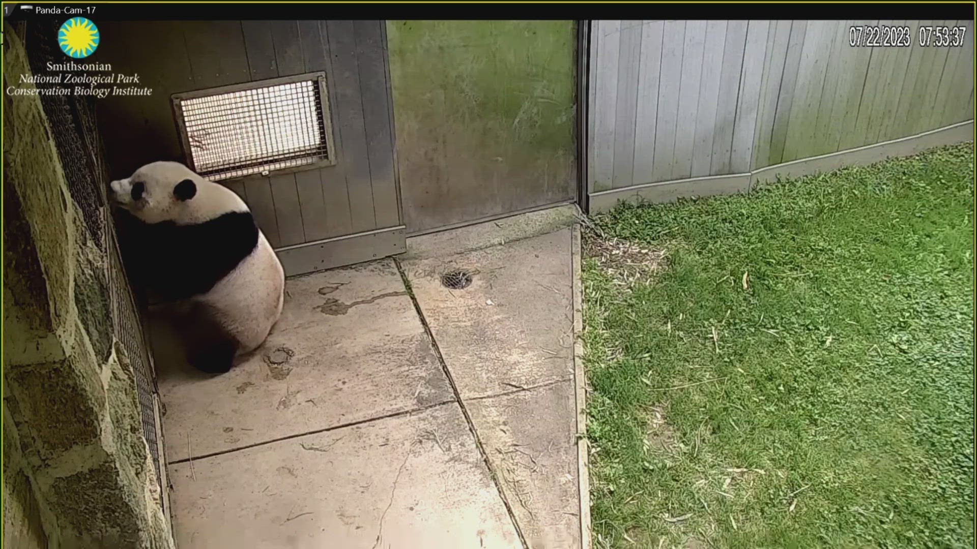 Mei Xiang is mama to panda cub Xiao Qi Ji.