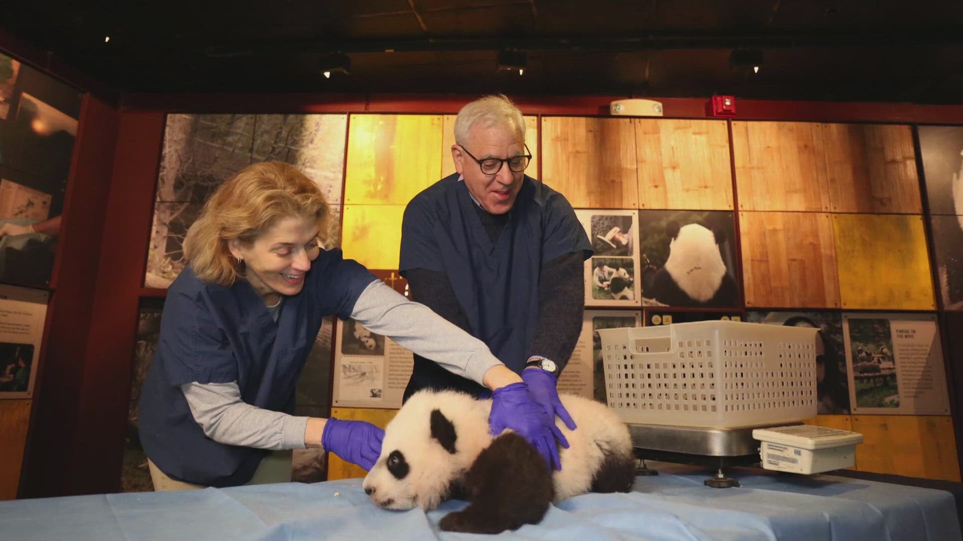 The DC Zoo announced a new 10-year agreement with its panda research and conservation partners in China.