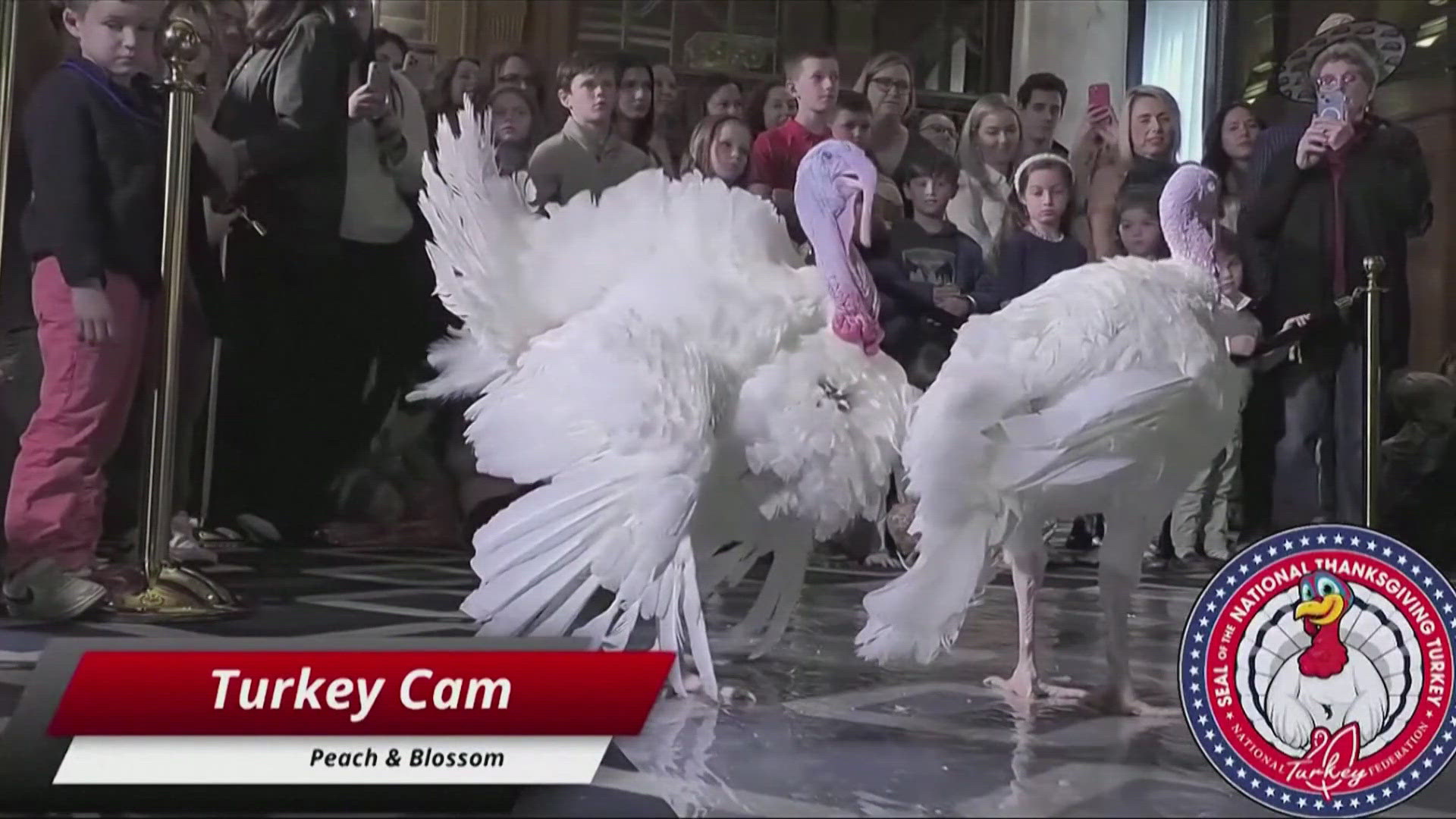 THE TWO BIRDS WERE RAISED IN NORTHFIELD, MINNESOTA BY JOHN ZIMMERMAN, CHAIRMAN OF THE NATIONAL TURKEY FEDERATION.