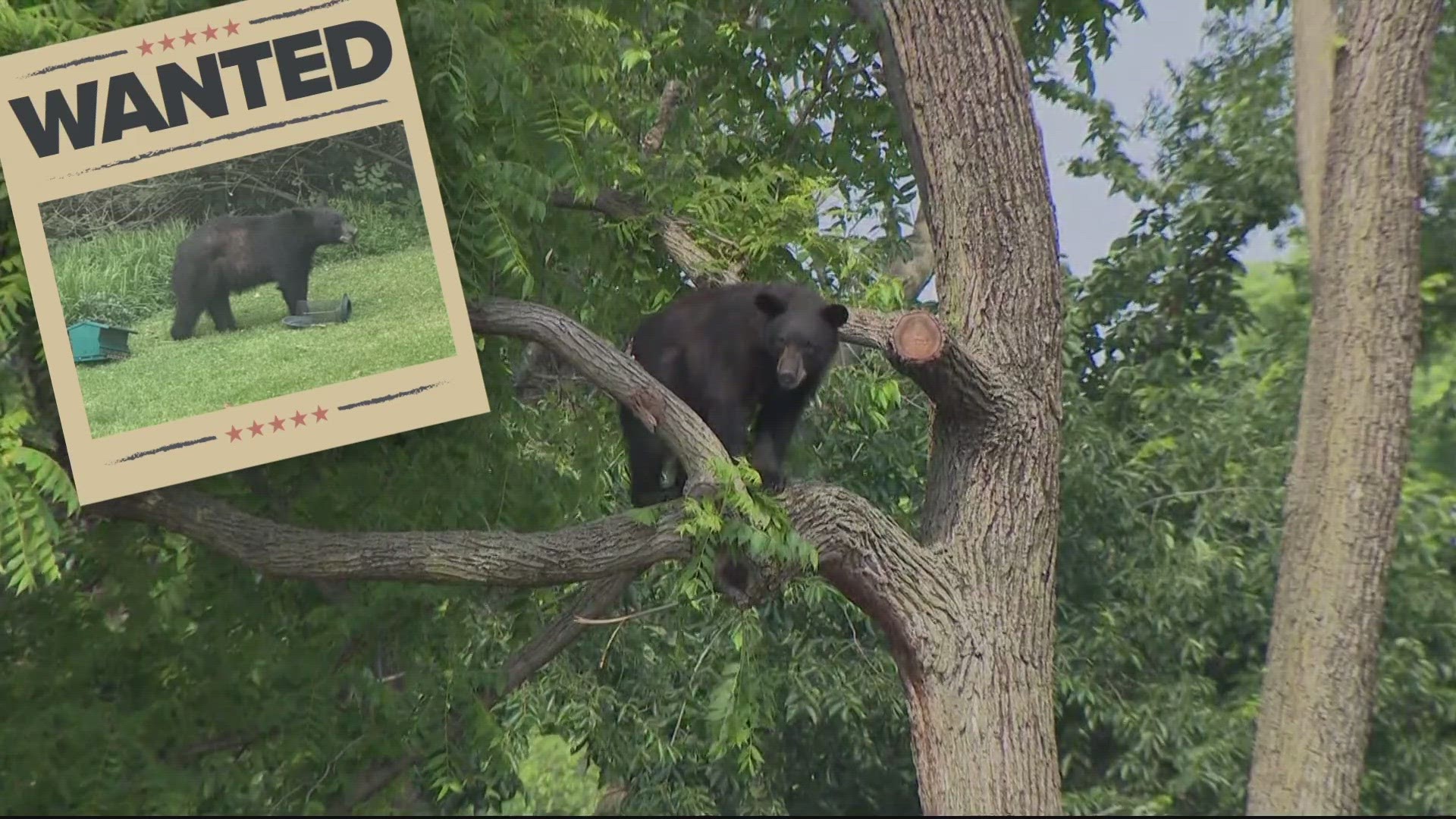 The bear spent hours up a tree on Franklin Street in Northeast, D.C. on Friday morning.
